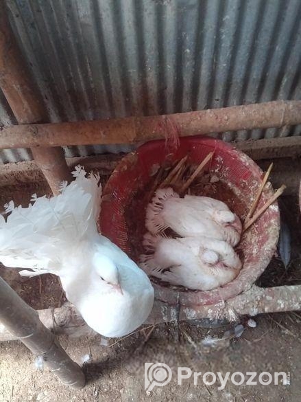 White lokkha/ black lokkha / yellow tailmark baby