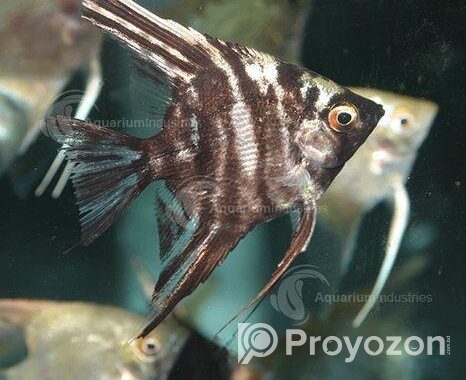 Aquarium Fish Angel Small Size