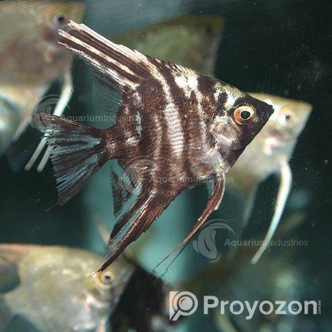 Aquarium Fish Angel Small Size