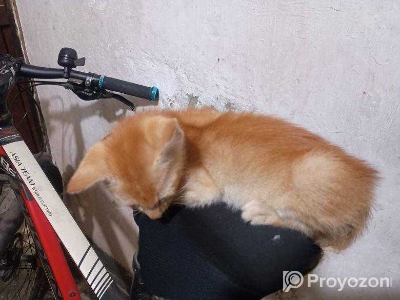 বিড়ালের বাচ্চা এডাপটেশন