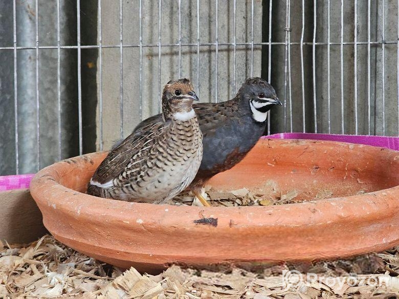 কিং কোয়েল