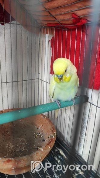 বাজিগর পাখি