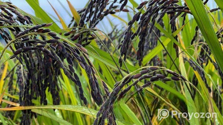 কলো জাতের বীজ ধান