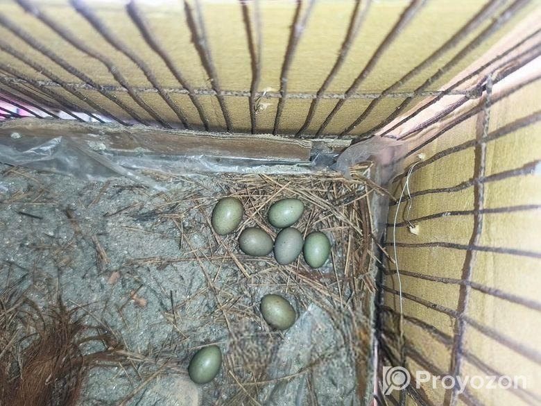 কিং কোয়েলের বিজ ডিম।