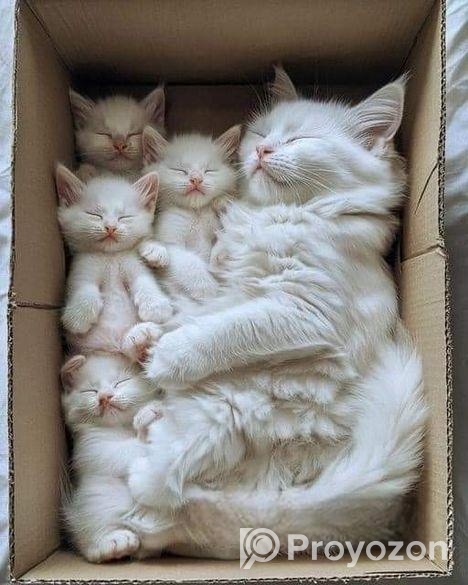 অরিজিনাল পার্সিয়ান ও মিড বিড়ালছানা বিক্রয়