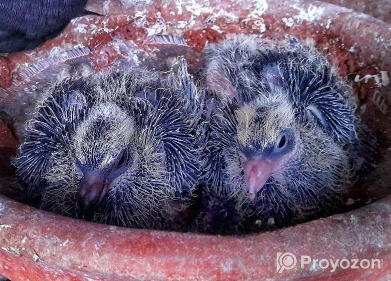 কালো ময়ুর পংখী বেবি সহ