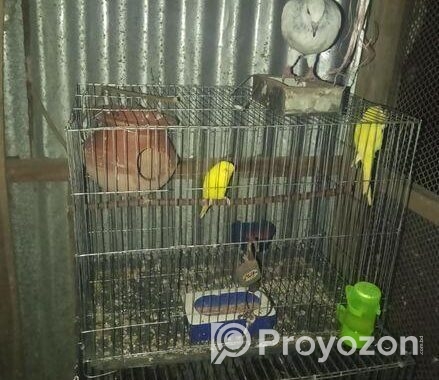 মুখি কবুতর