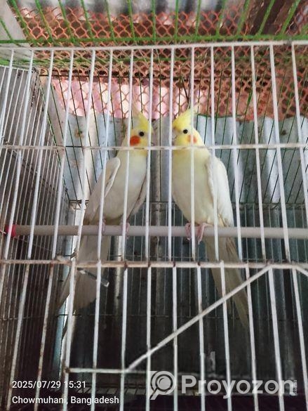 লুটিনো ককাটেইল