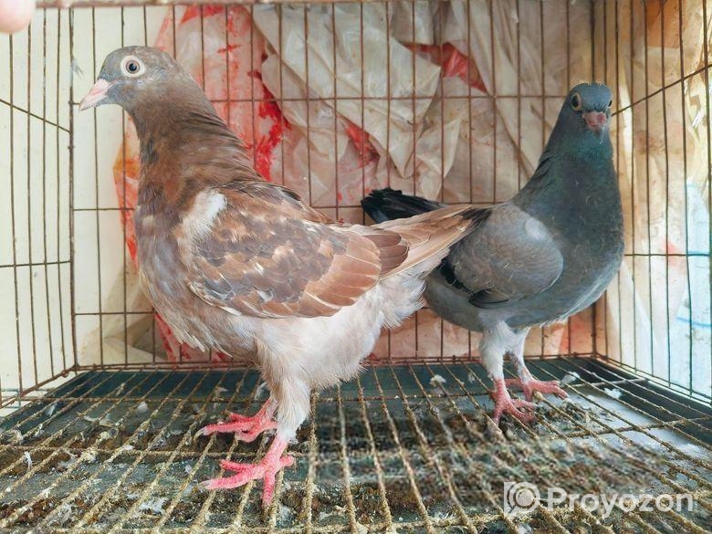 Show King Or Yellow German Shield Baby