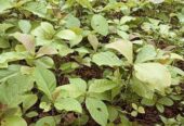সেগুন গাছের চারা বিক্রি হবে