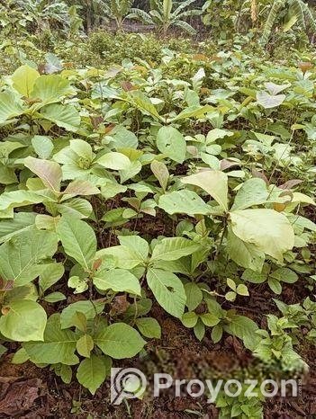 সেগুন গাছের চারা বিক্রি হবে