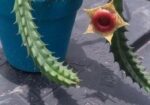 Huernia Zebrina Succulent
