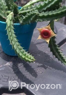 Huernia Zebrina Succulent