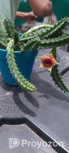 Huernia Zebrina Succulent