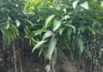 সকল প্রকার চারা গাছ বিক্রি