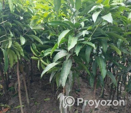 সকল প্রকার চারা গাছ বিক্রি