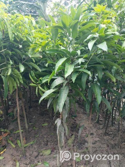 সকল প্রকার চারা গাছ বিক্রি