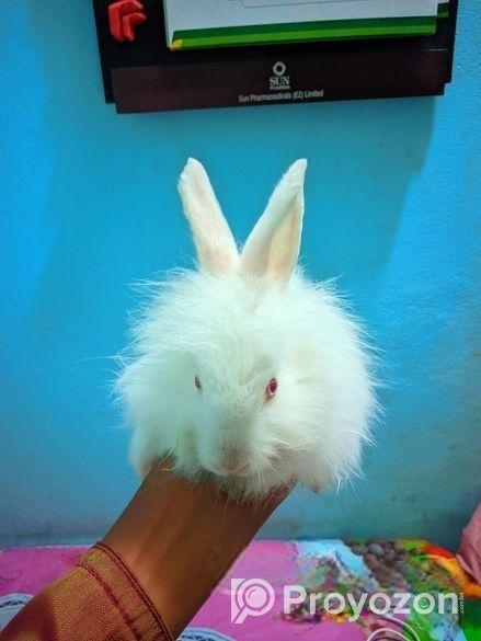 আঙ্গারা জাতের খরগোশ