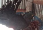 White lokkha/ black lokkha / yellow tailmark baby