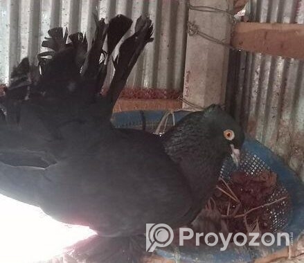 White lokkha/ black lokkha / yellow tailmark baby