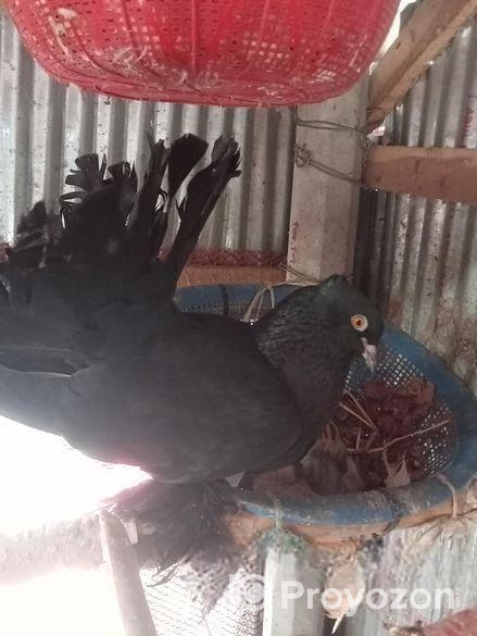 White lokkha/ black lokkha / yellow tailmark baby