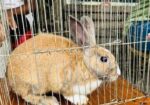 Mix Breed Ginger Rabbit