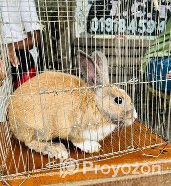Mix Breed Ginger Rabbit