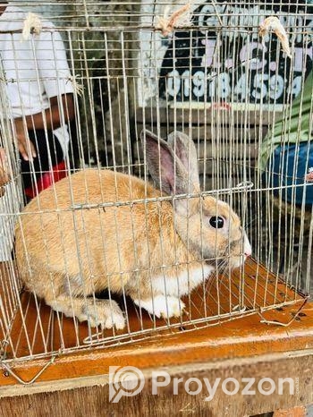 Mix Breed Ginger Rabbit