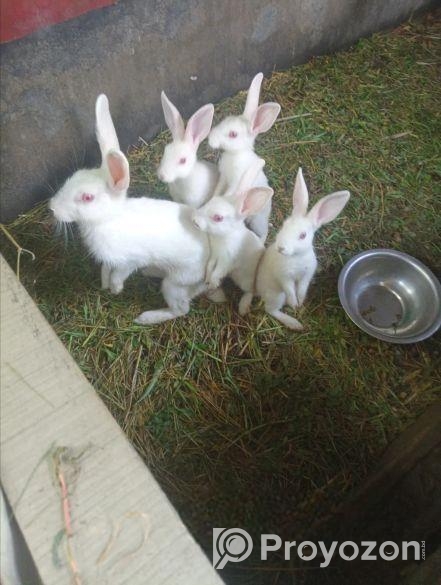 খরগোশ বিক্রয়