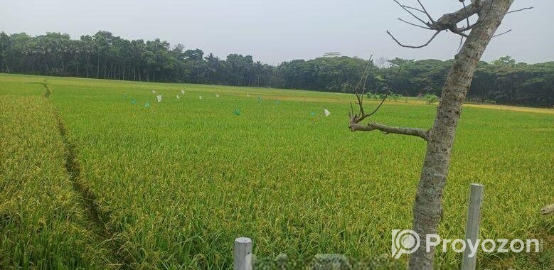 19 শতক জায়গা স্বল্পমূল্যে বিক্রি করা হবে