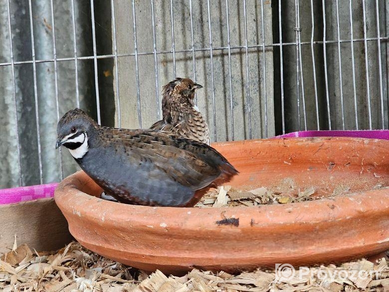 কিং কোয়েল