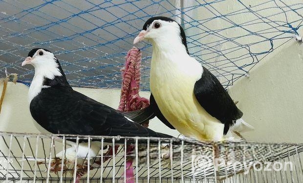 ১ জোড়া ব্লু সার্টিন কবুতর