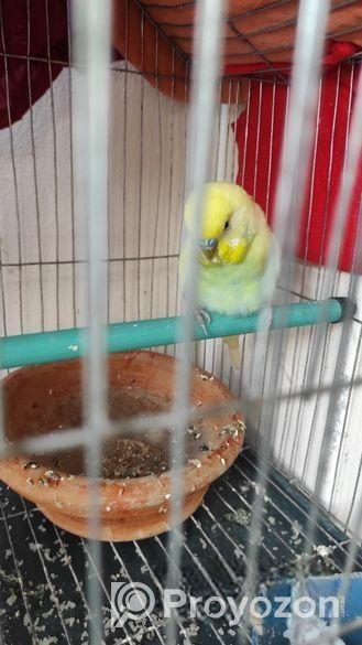 বাজিগর পাখি