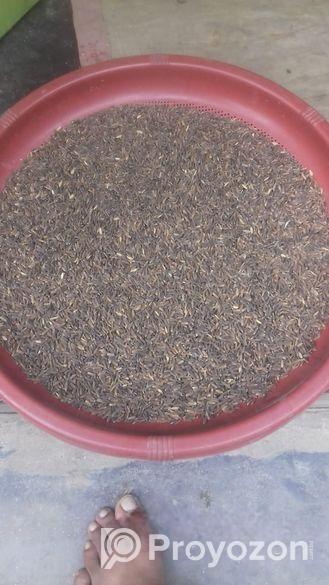 কলো জাতের বীজ ধান