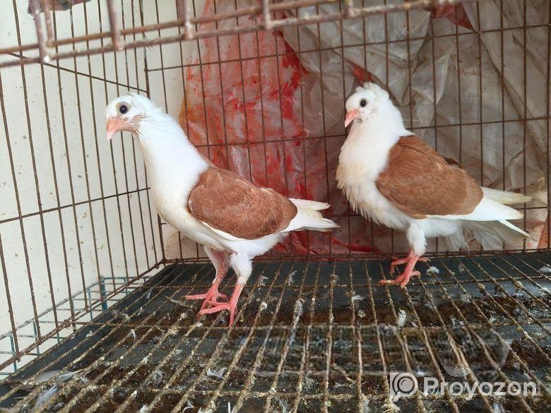 অস্ট্রেলিয়ান ঘুঘু পাখি