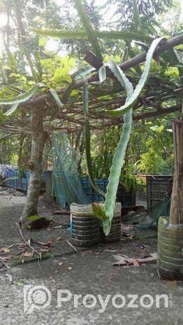 ড্রাগন গাছের কাটিং