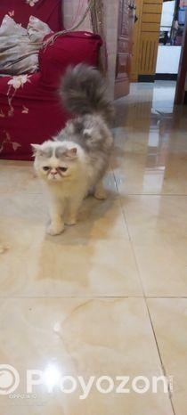 পিওর পার্সিয়ান