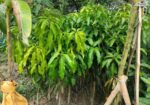 সকল প্রকার চারা গাছ বিক্রি
