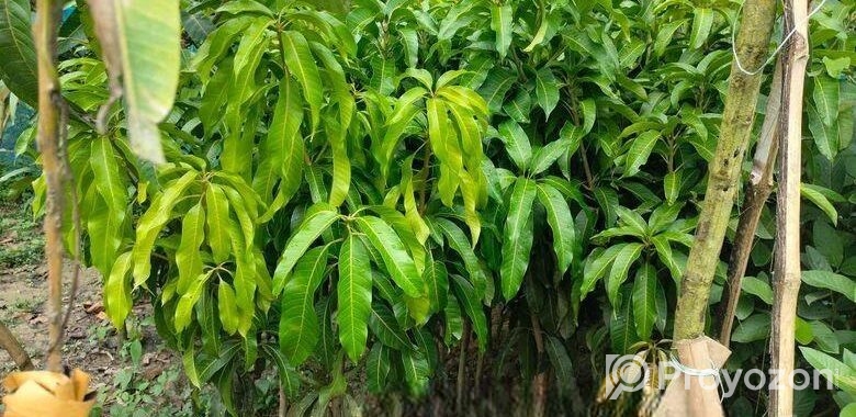 সকল প্রকার চারা গাছ বিক্রি