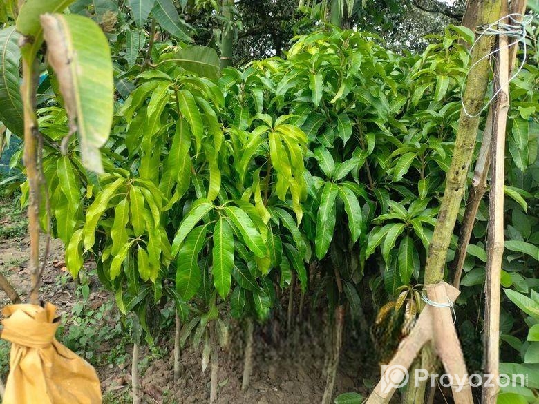 সকল প্রকার চারা গাছ বিক্রি