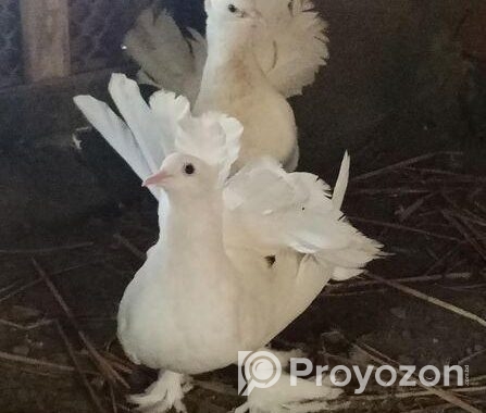 Lokkha Kobutor, 1 pic Male
