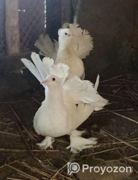 Lokkha Kobutor, 1 pic Male