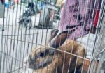 Mix Breed Ginger Rabbit
