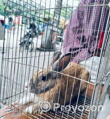 Mix Breed Ginger Rabbit