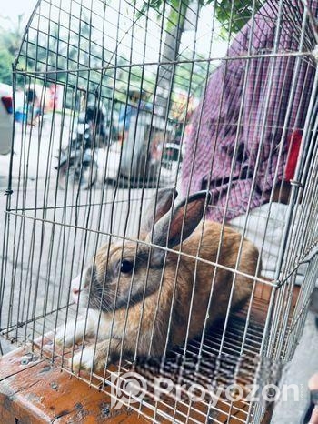 Mix Breed Ginger Rabbit
