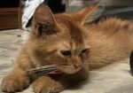 Cream Persian
