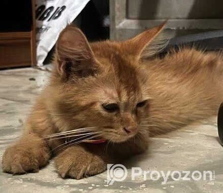 Cream Persian