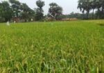 19 শতক জায়গা স্বল্পমূল্যে বিক্রি করা হবে