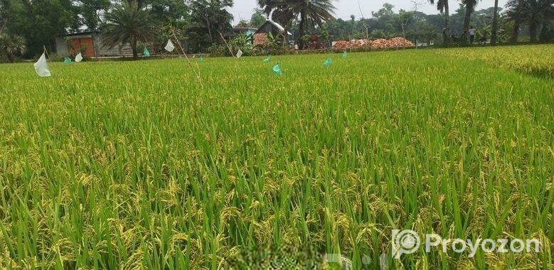 19 শতক জায়গা স্বল্পমূল্যে বিক্রি করা হবে