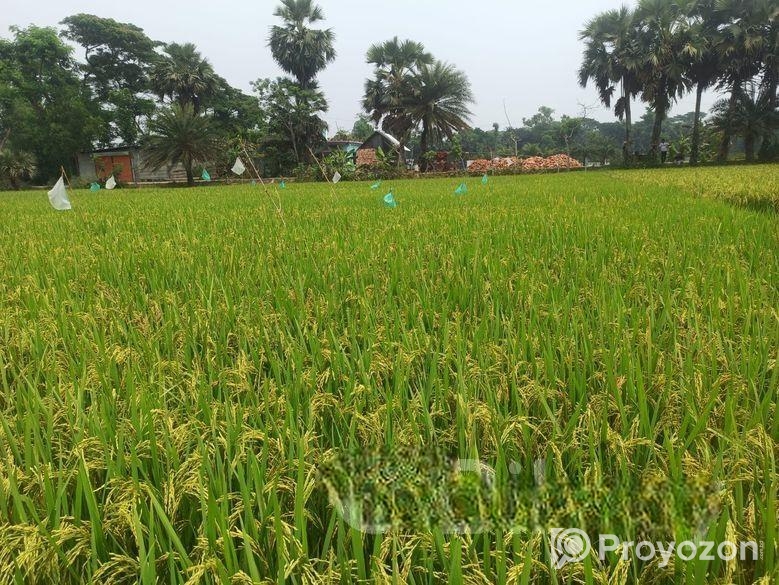 19 শতক জায়গা স্বল্পমূল্যে বিক্রি করা হবে